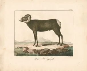 The Mouflon