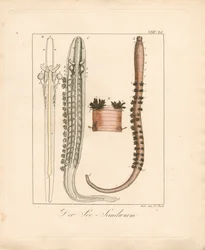The Sea Lugworm
