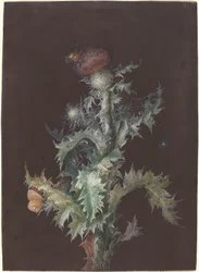 Thistle with Insects