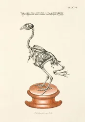 Bones of a Four-Footed Chicken