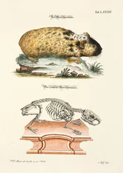 Guinea Pig and its Skeleton