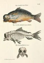 Mirror Carp with Skeleton