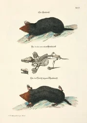 Moles with Skeleton