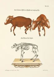 Monstrous Calf with 2 Heads in Two Different Ways