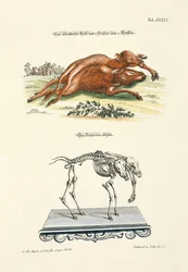 Monstrous Calf with 6 Feet and 2 Heads