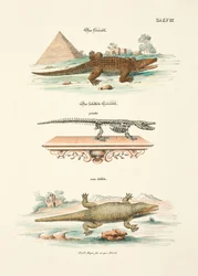 The Crocodile and its Skeleton