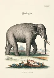 The Elephant