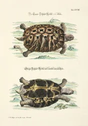 The Land Tortoise from Above and Below