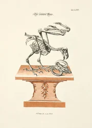 The Skeletonized Eagle