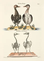 The Small Diver and its Skeleton