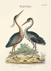 Two Types of Herons