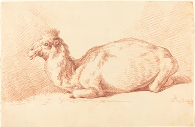 A Dromedary