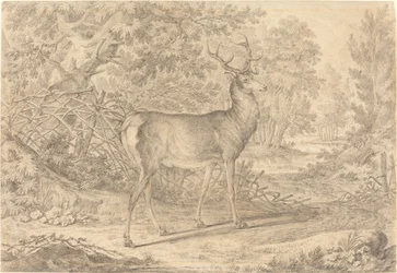 A Splendid Young Stag before a Wattle Fence