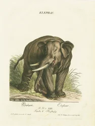 Asian Elephant in Natural Habitat