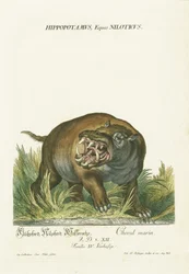 Hippopotamus with Open Mouth