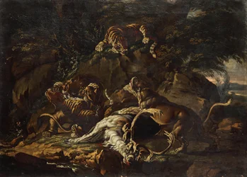 Predators and a Mauled Stag