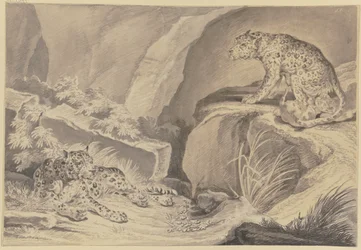 Two jaguars with their young in a rocky cleft