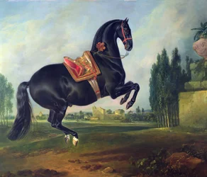 A black horse performing the Courbette