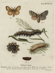 Fox Moth, Macrothylacia Rubi