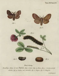 Grass Eggar, Lasiocampa Trifolii