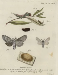 Puss moth, Cerura vinula.
