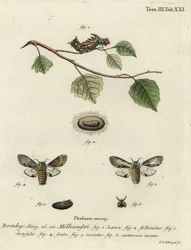 Tawny prominent moth, Harpyia milhauseri