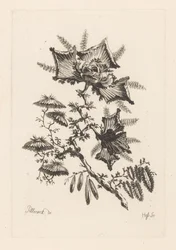 Flowers in Kite Shape