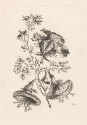 Triangular Flowers (Fleures Baroque) (series title)