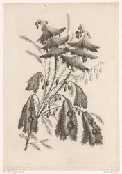 Parasol-like Flowers (Recueil De Nouvelles Fleurs De Goût; Pour la Manufacture des Etoffes de Perse)