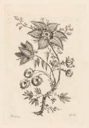 Star-shaped Flowers