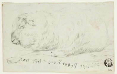 Sheep Lying Down