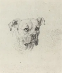 A Boxer