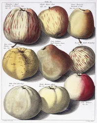 Various Apples