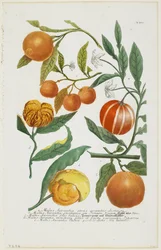 a-e Malus Aurantia etc., from Phytanthoza Iconographia
