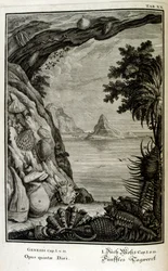 Copperplate engraving from 