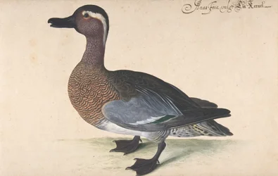 A Male Teal