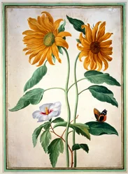 Sunflowers, plate 18 from the Nassau Florilegium