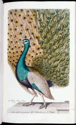 A Male Peacock in Full Display, 1763