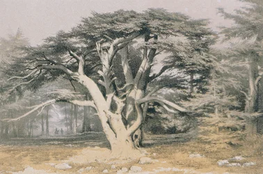 Cedars of Lebanon
