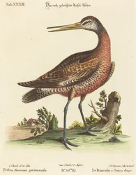 Fedoa Americana, Red-breasted