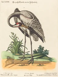 Grus Americana, alta major