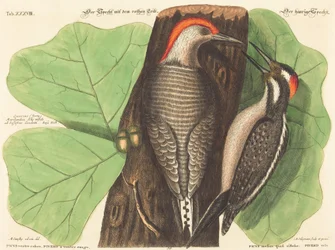 The Red Bellied Woodpecker (Picus Carolinus)