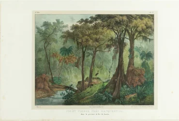 Virgin Forest Near Manqueritipa. From Malerische Reise in Brasilien, 1835