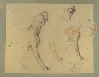 Study of a Dog for 