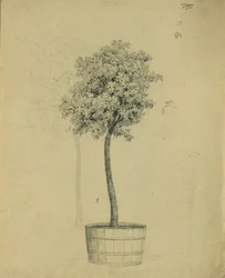 Study of a Small Tree in a Pot