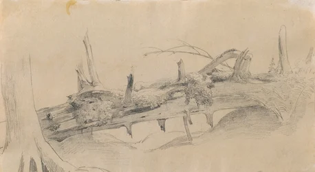 Root System, Fallen Tree