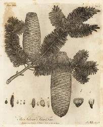 European silver fir, Abies alba