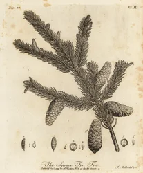 Norway spruce or European spruce, Picea abies