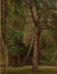 Deciduous Forest with Chestnuts and Birches