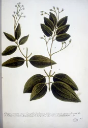 Cinnamomum Zeylanicum (Ceylon Cinnamomum) - Engraving of the Herbarium by J.W. Weinmann in 1737